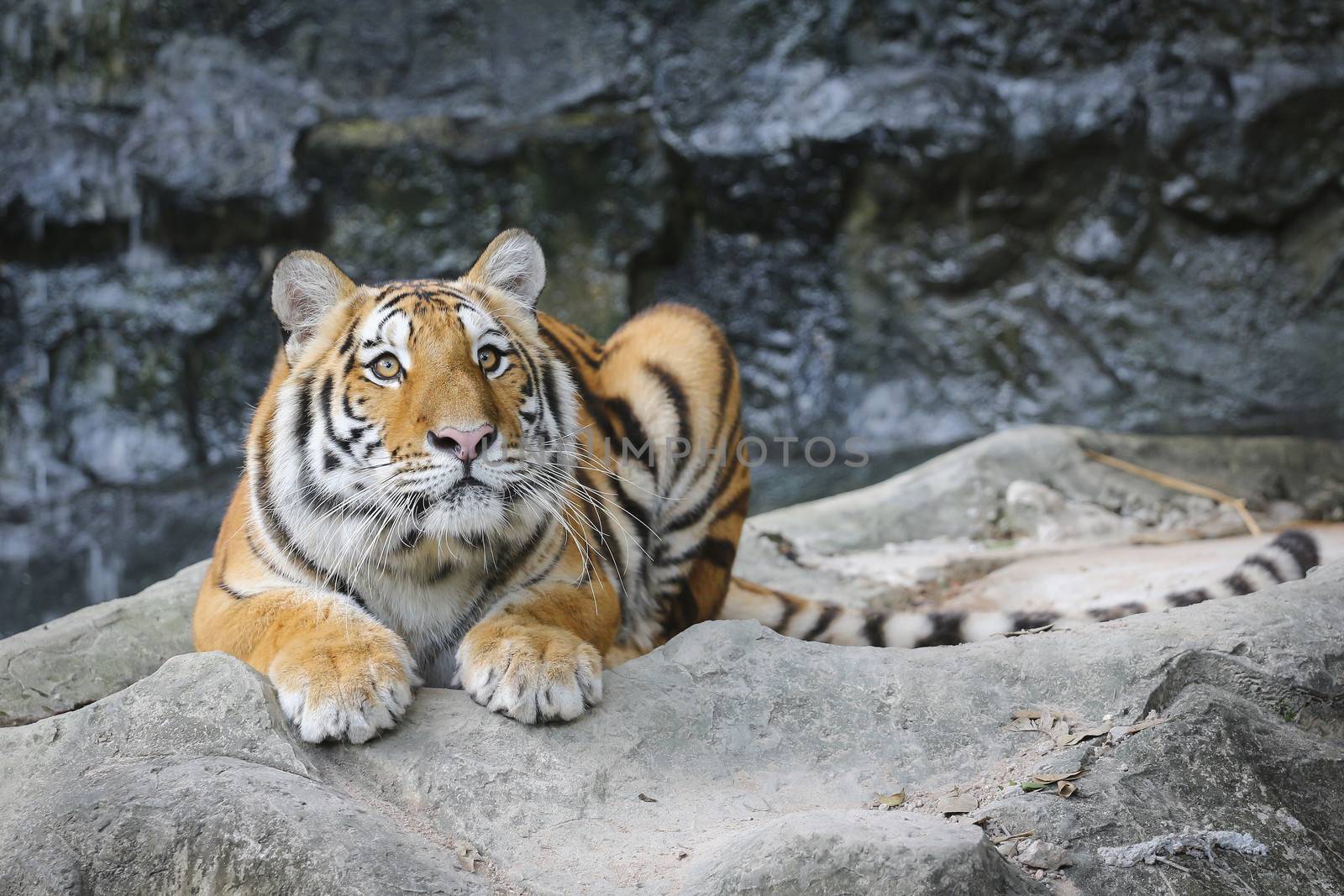 Big sumatran tiger in the zoo , KhoKeaw open zoo , Chonburi , Thailand