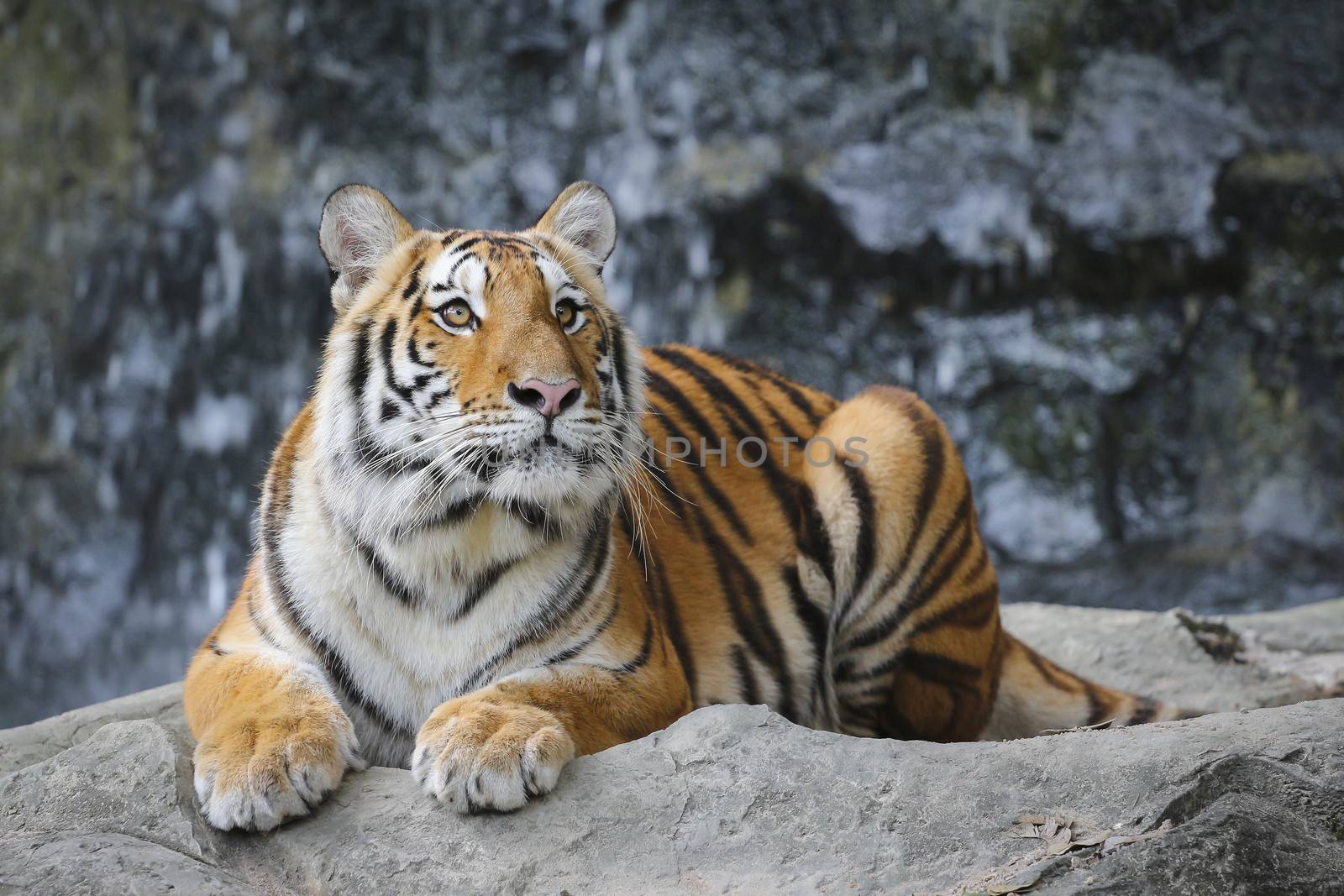 Big sumatran tiger in the zoo , KhoKeaw open zoo , Chonburi , Thailand