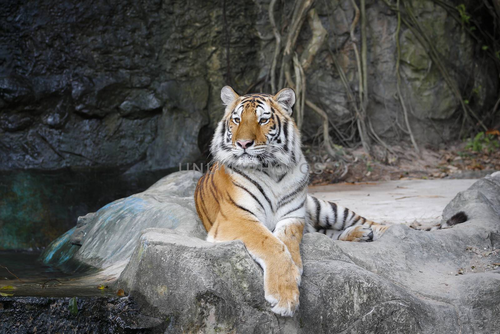 Big sumatran tiger in the zoo , KhoKeaw open zoo , Chonburi , Thailand