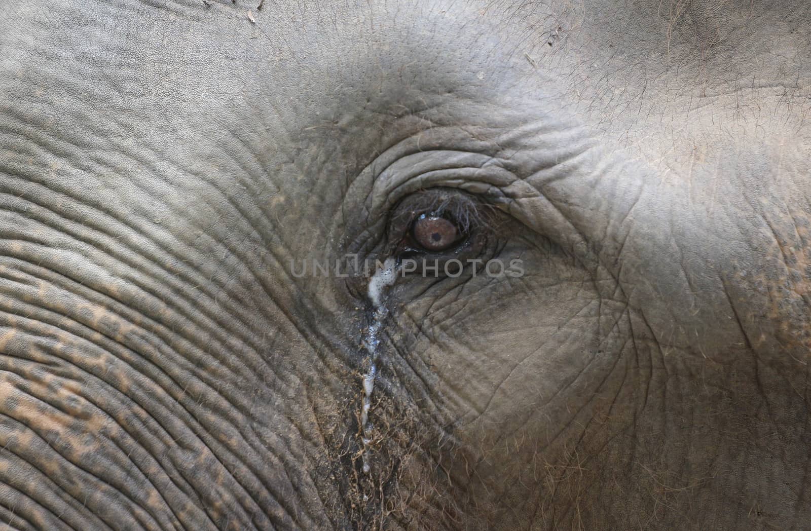 Big elephant in the zoo , Chonburi open zoo , Thailand