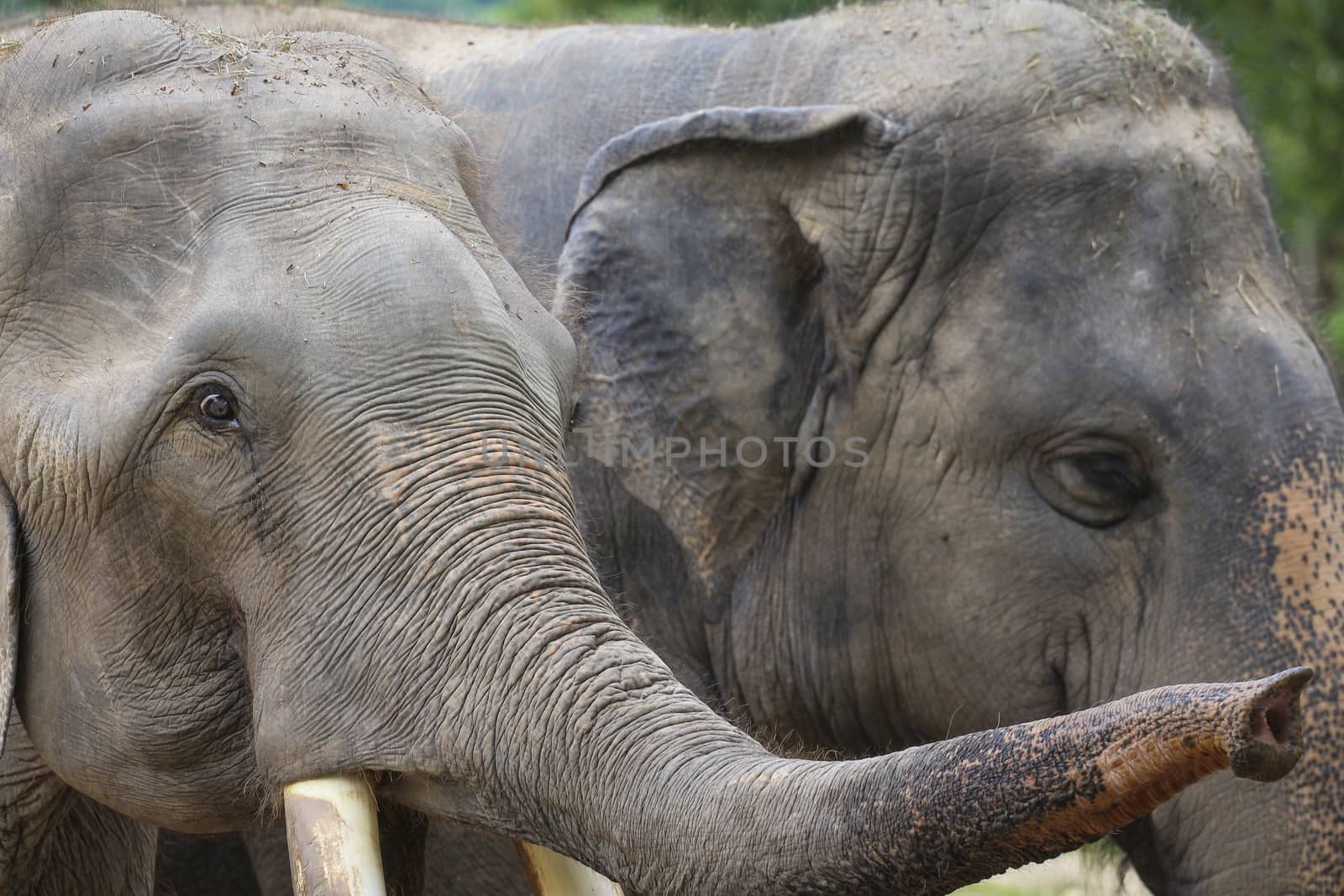 Big elephant in the zoo , Chonburi open zoo , Thailand