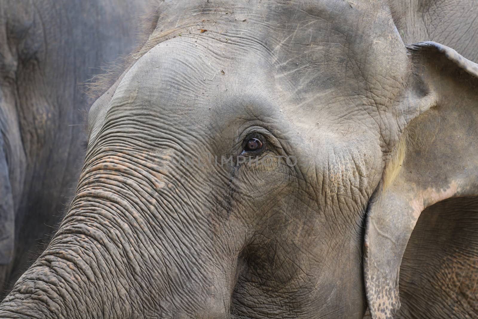 Big elephant in the zoo , Chonburi open zoo , Thailand