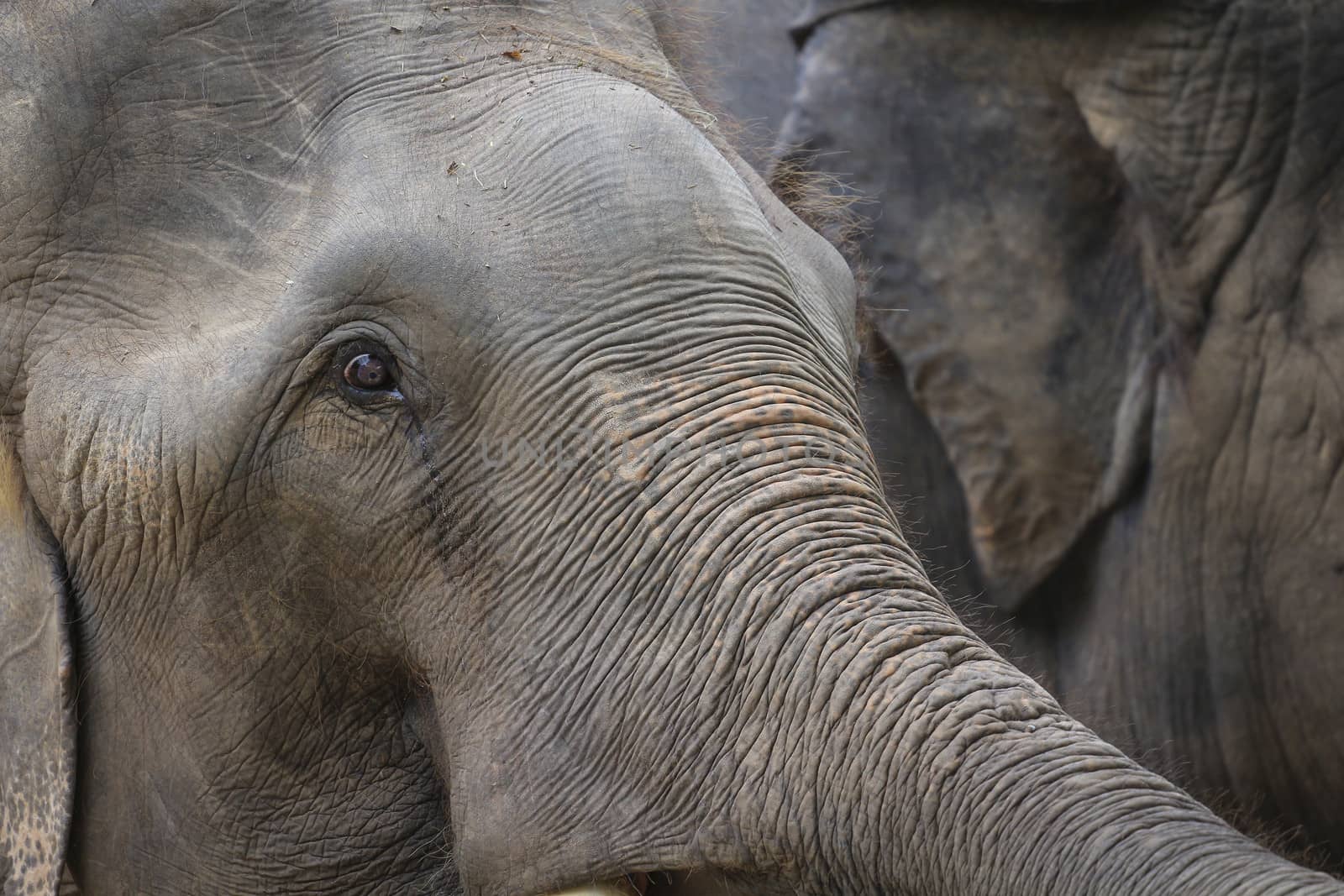 Big elephant in the zoo , Chonburi open zoo , Thailand