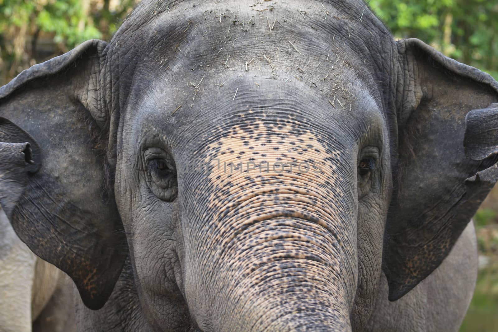 Big elephant in the zoo , Chonburi open zoo , Thailand