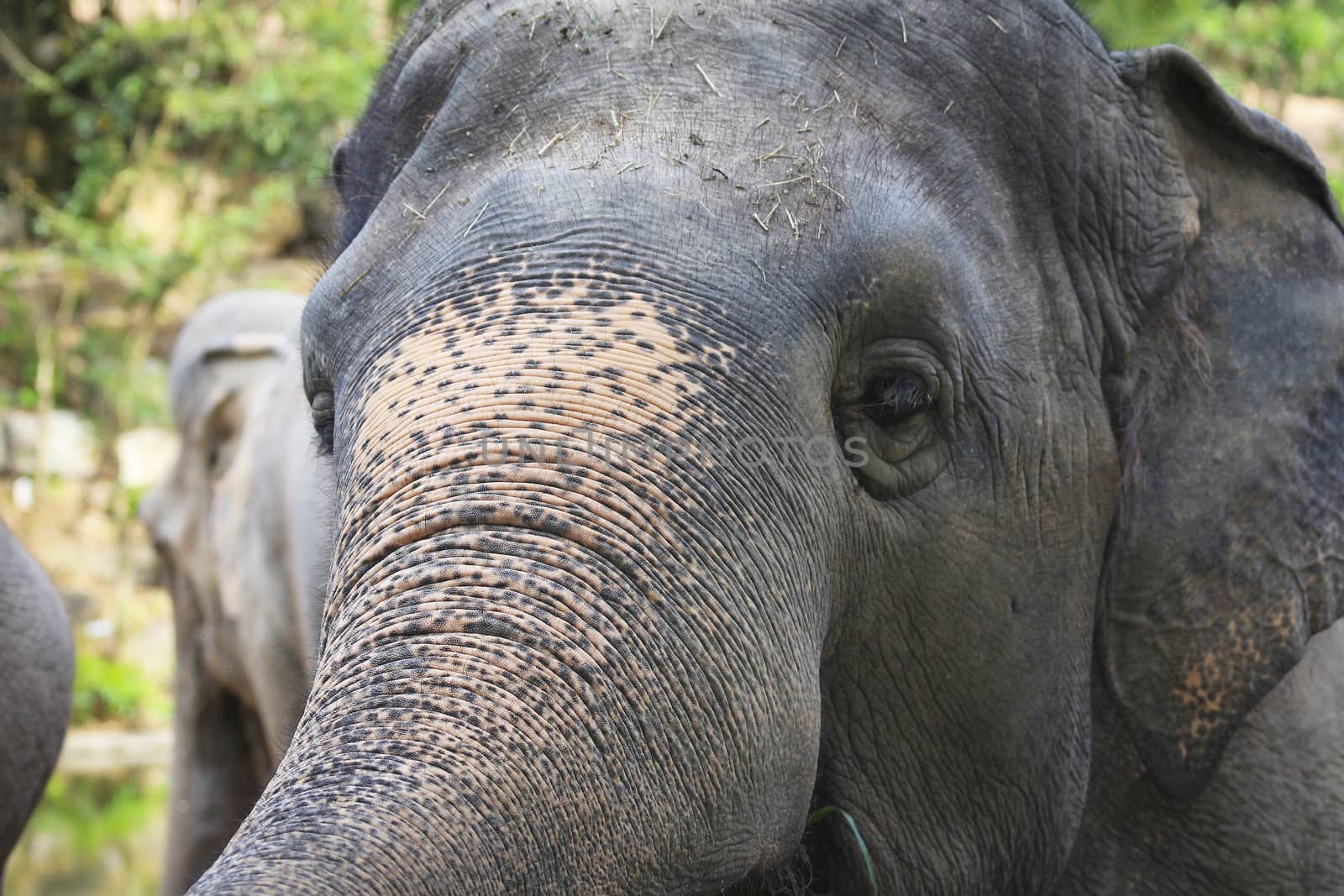 Big elephant in the zoo , Chonburi open zoo , Thailand