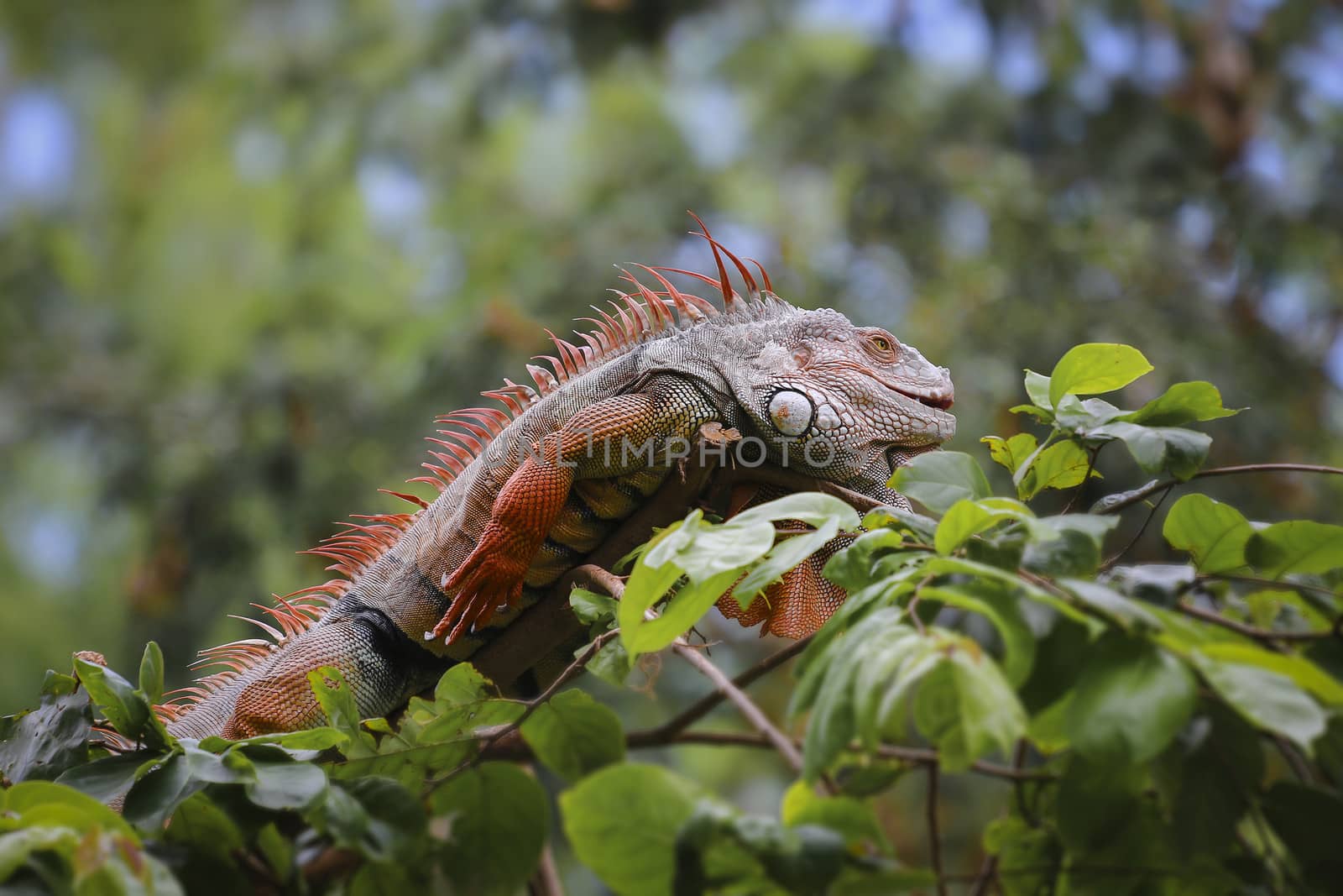 Old Iguana on tree ,  Chonburi open zoo , Thailand