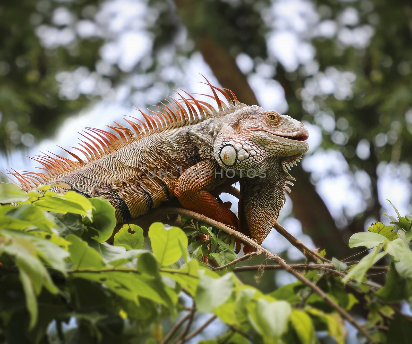 Old Iguana on tree ,  Chonburi open zoo , Thailand