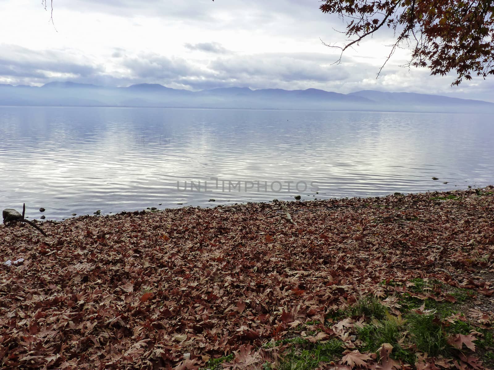 Autumn Leaves on the ground near the lake