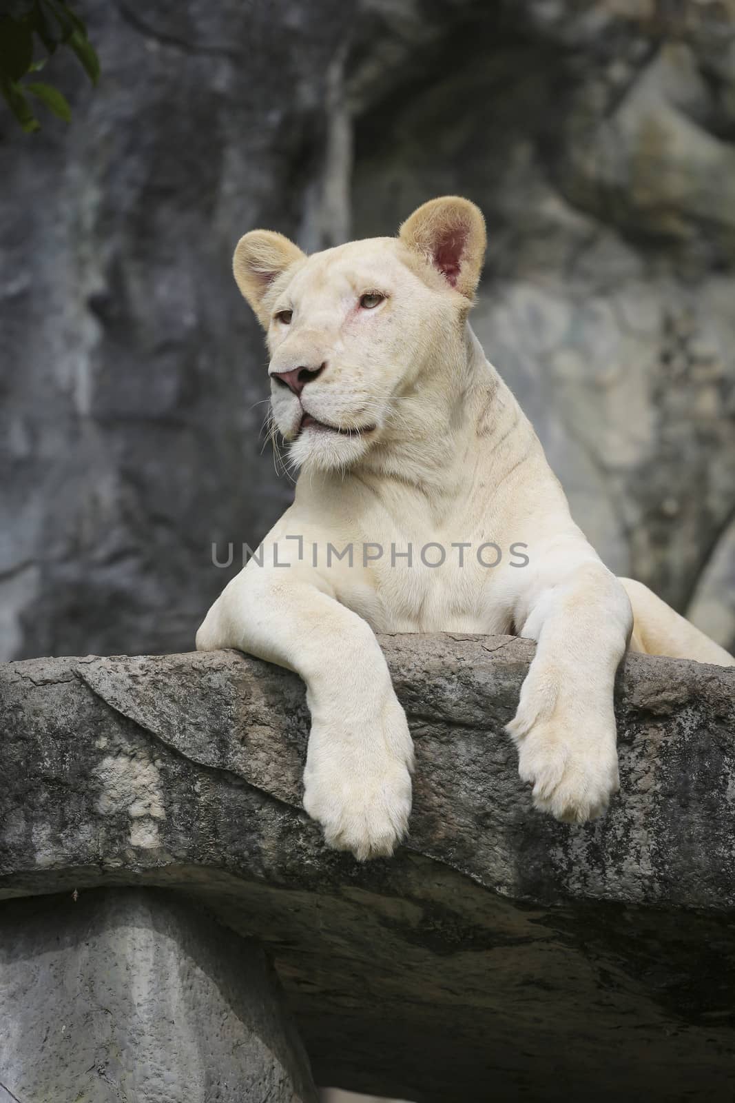 White leo in the zoo