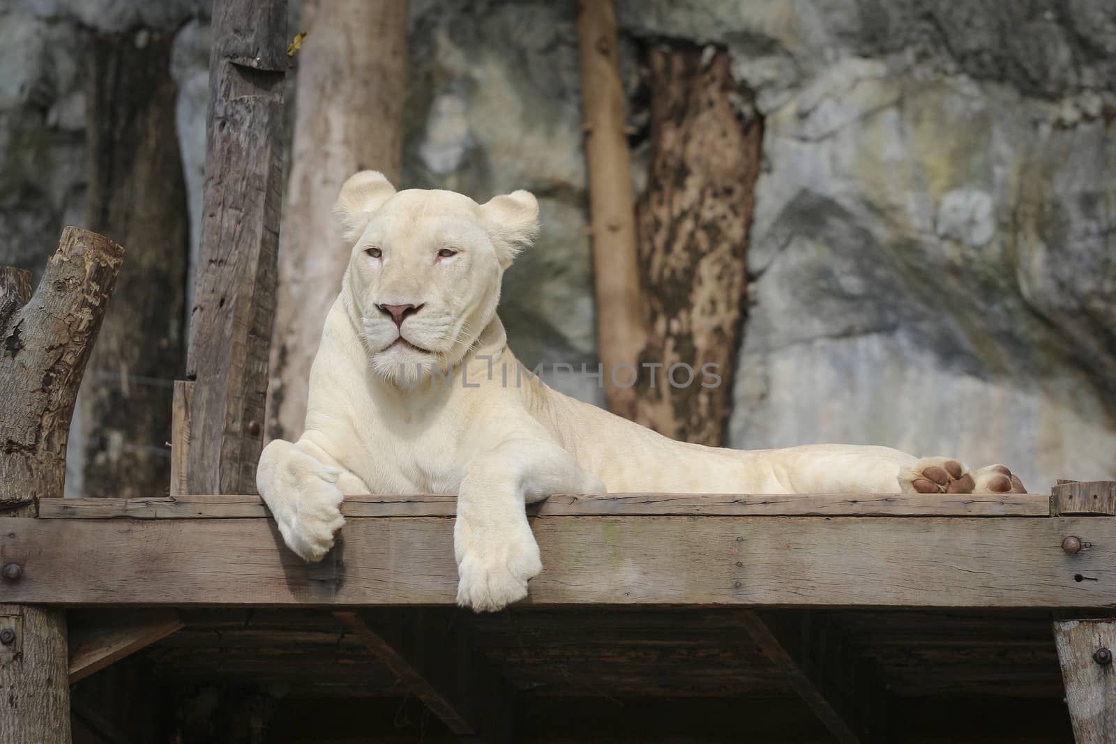 White leo in the zoo