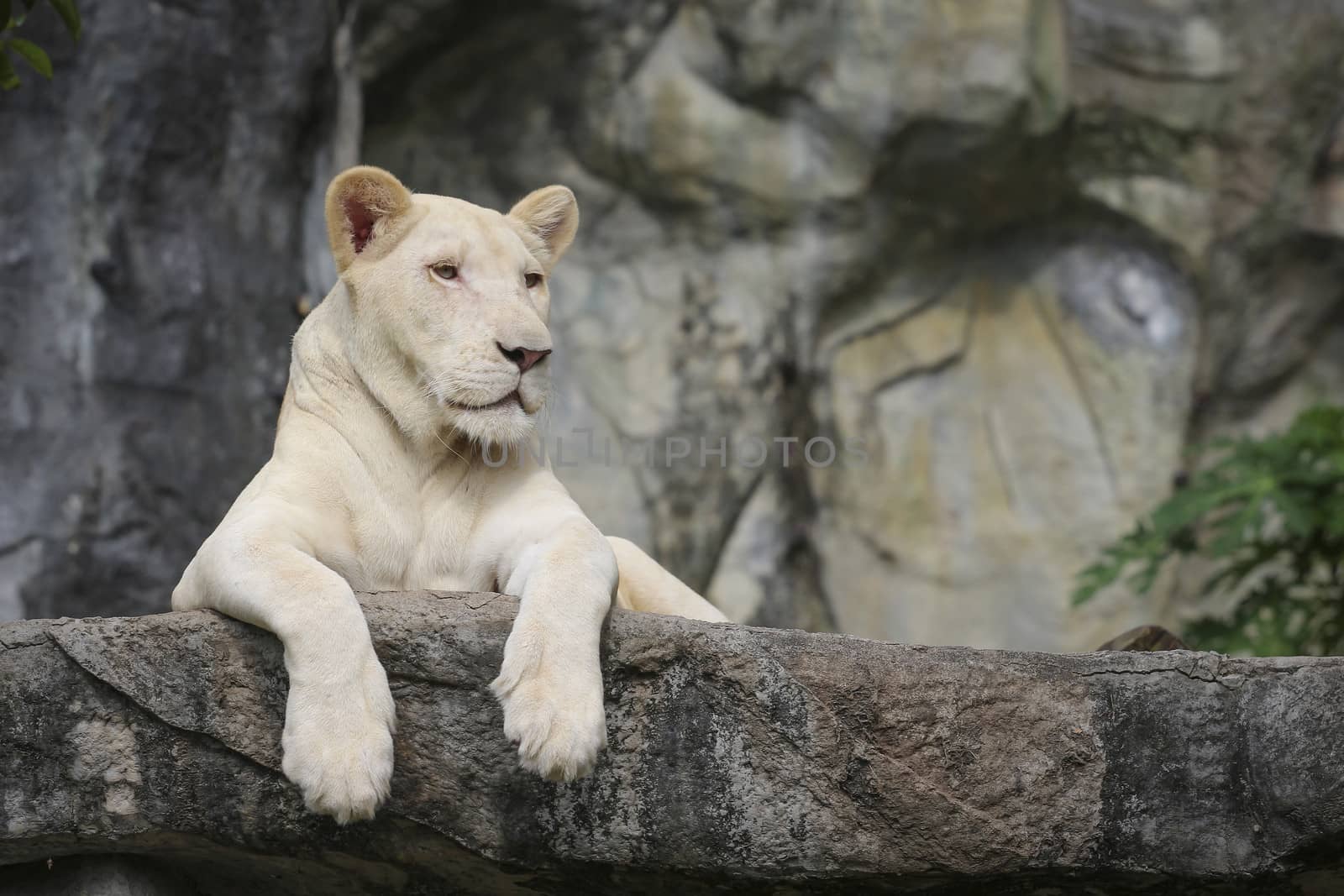 White leo in the zoo