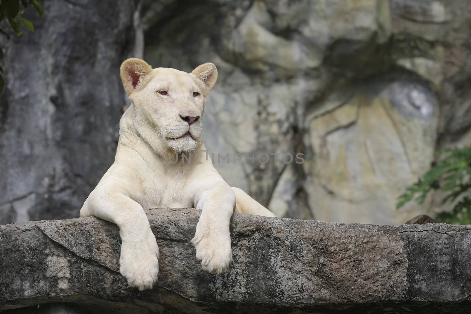 White leo in the zoo