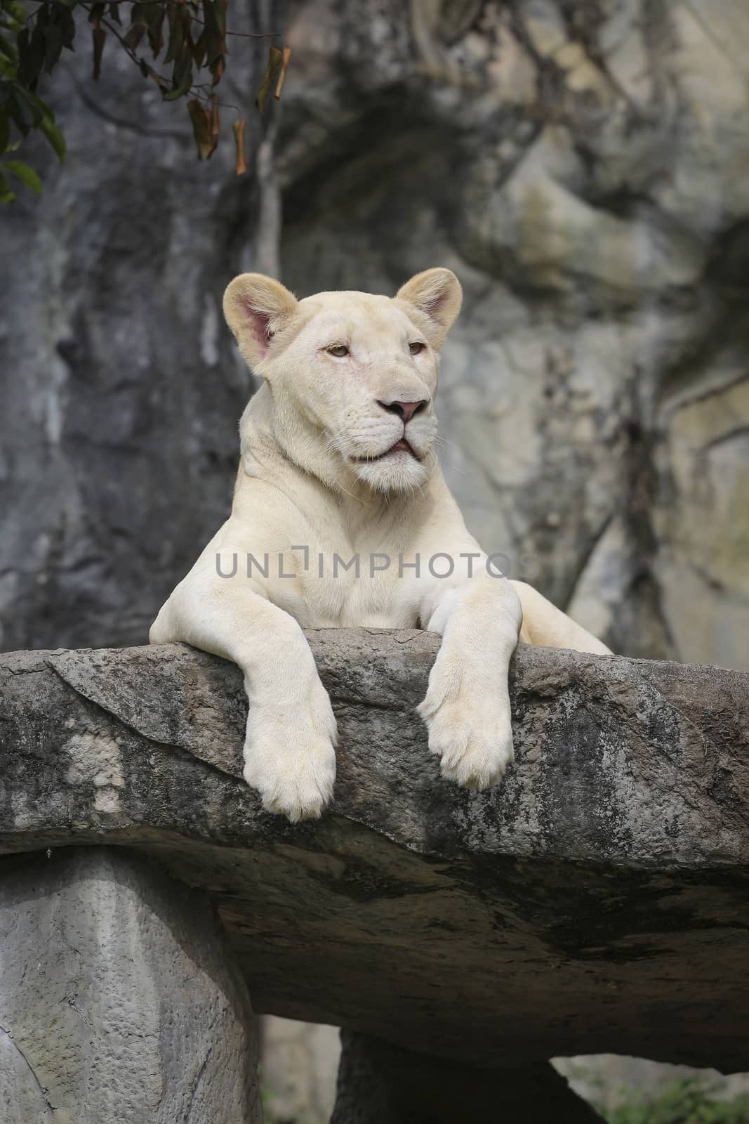 White leo in the zoo