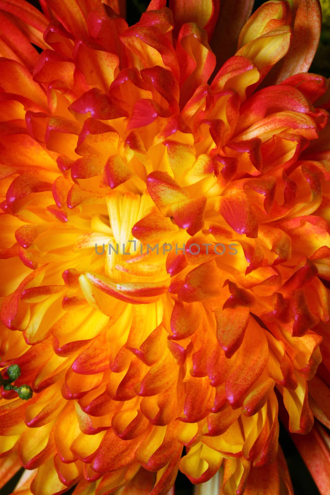 red chrysanthemum by kostin77