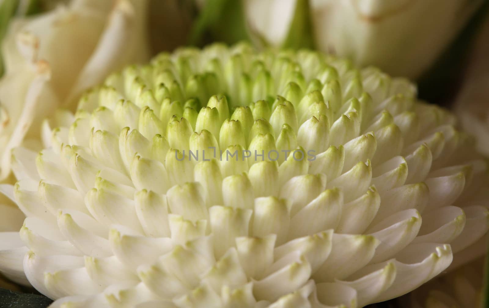 white chrysanthemum