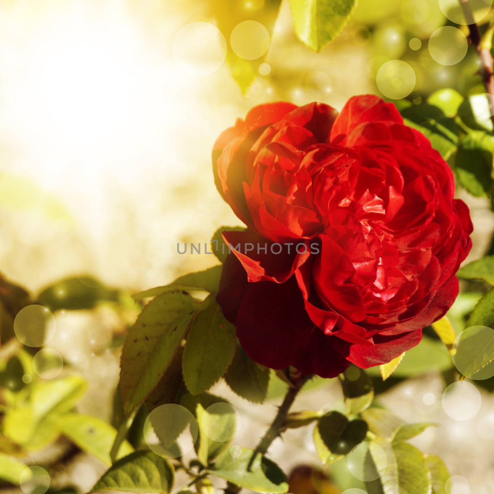 Red Rose Flower Over Sunny Bright Background