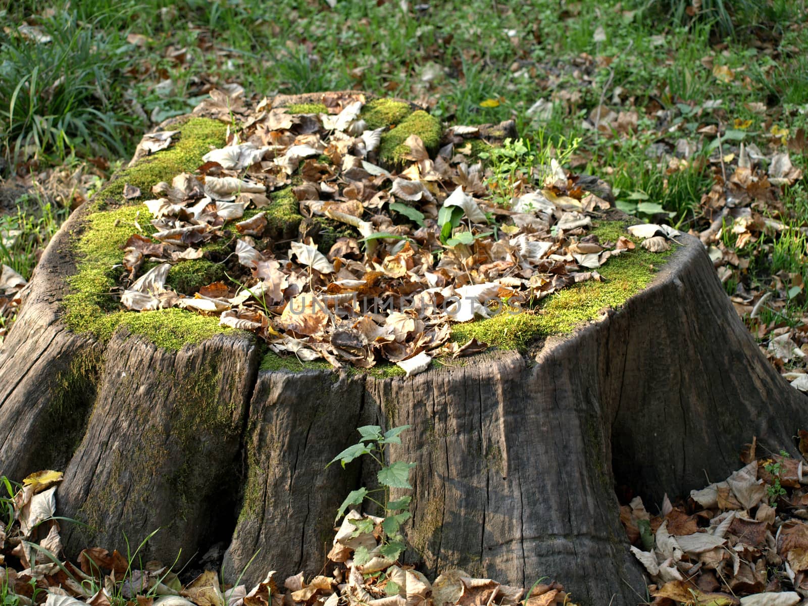 moss on a stump in the woods