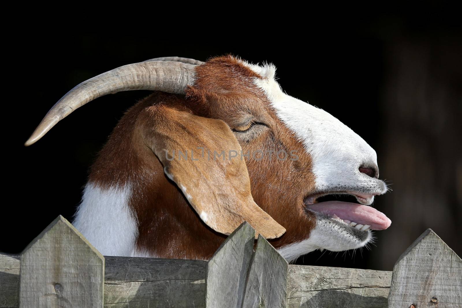 Male billy goat bleating with it;s mouth open and looking over fence