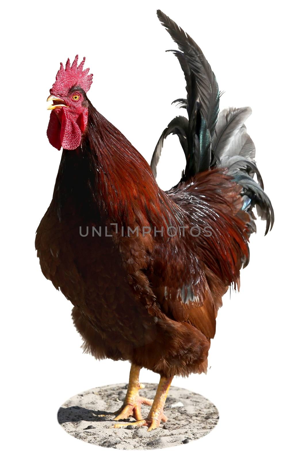 Proud red rooster crowing on the farm isolated on white
