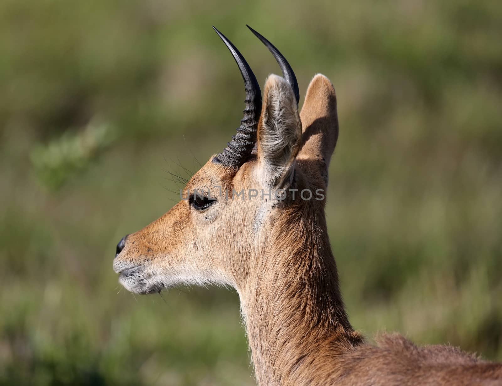 Mountain reedbuck antelope with curved black horns