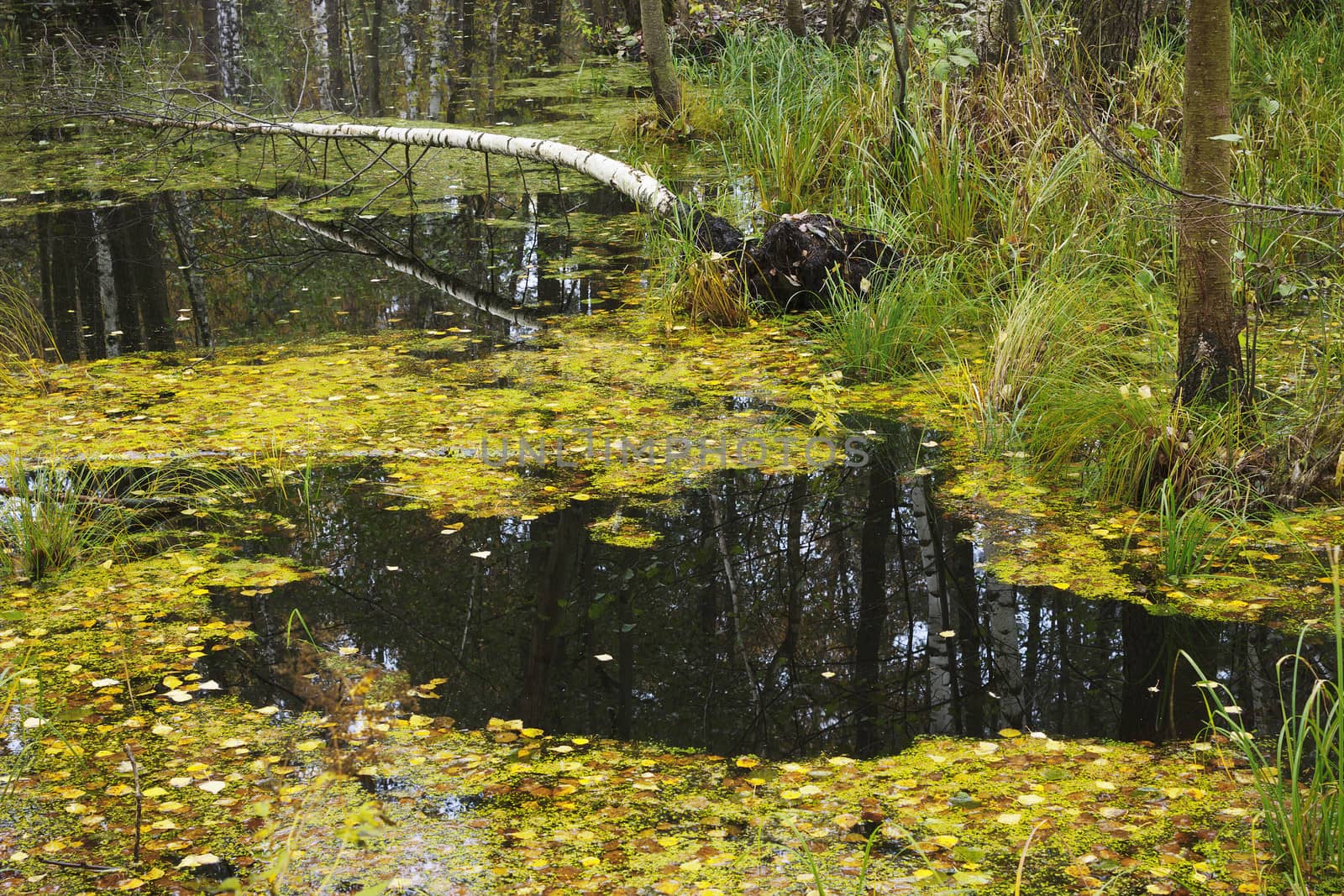 October. Autumn flooding in the Northern woods