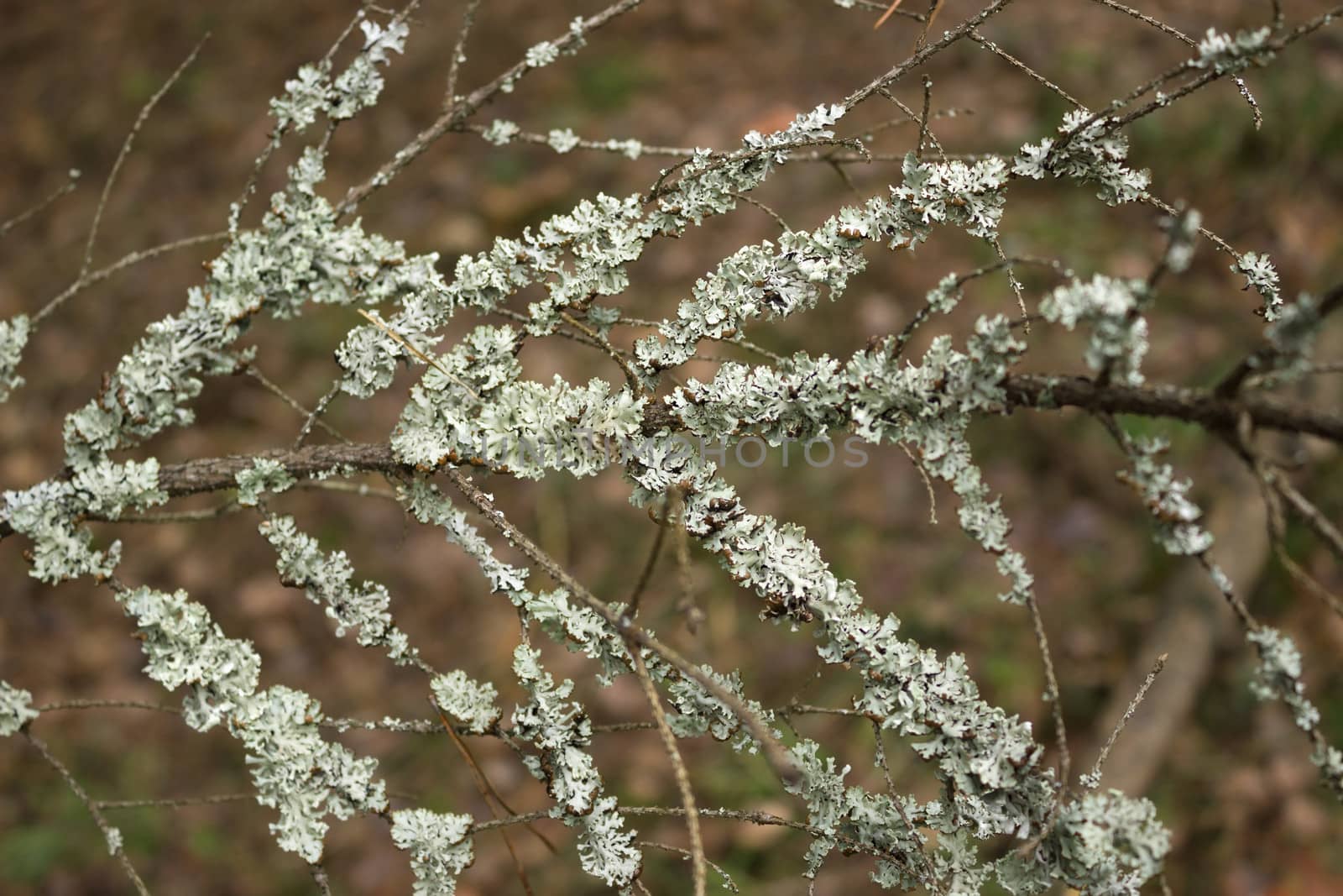 Infestation of lichen on the branches of an old tree