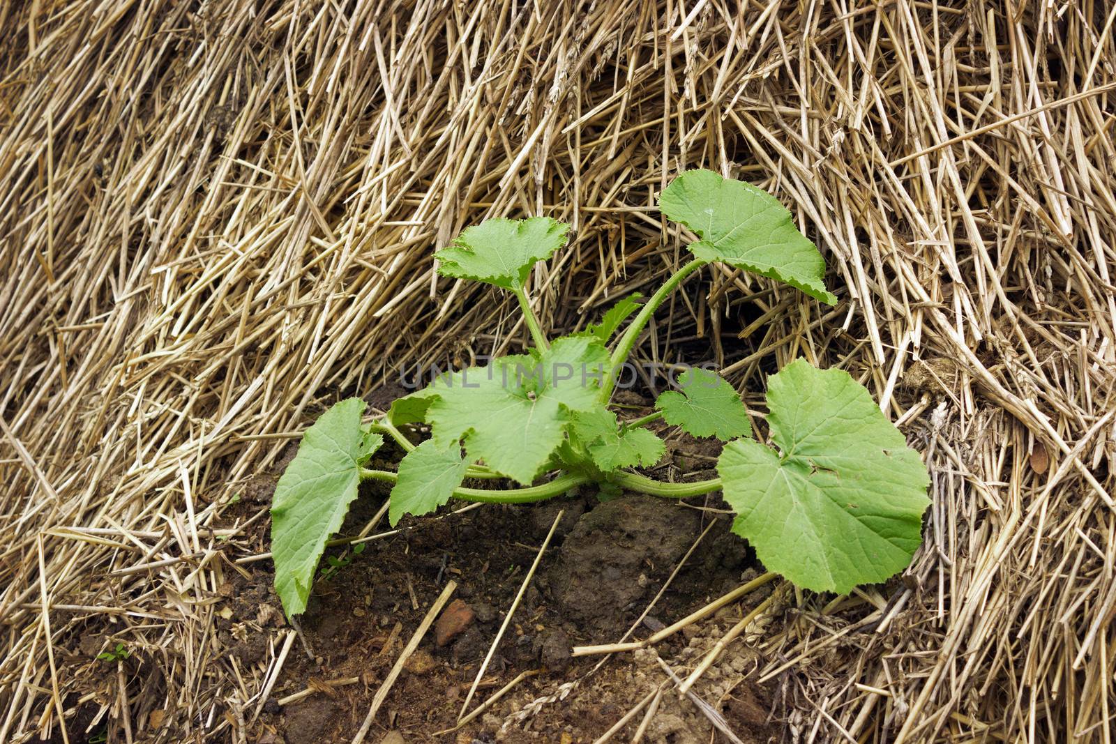 Zucchini plants grown on a pile of straw
