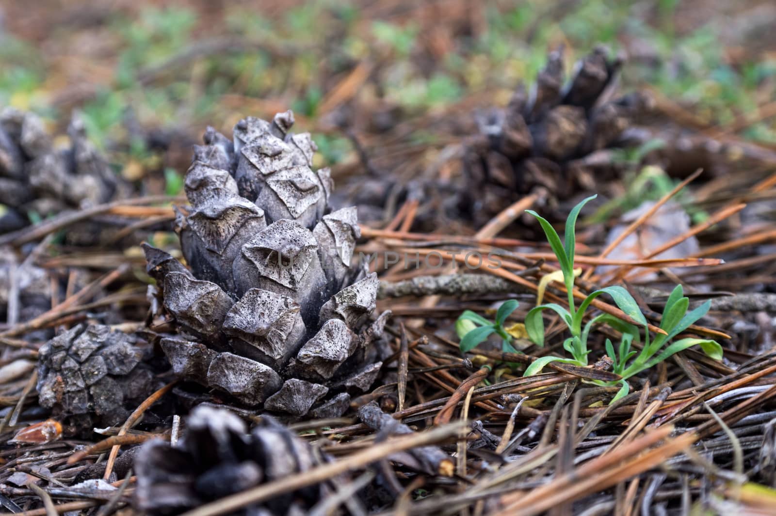 pine cone surrounded by pine needles in the autumn forest