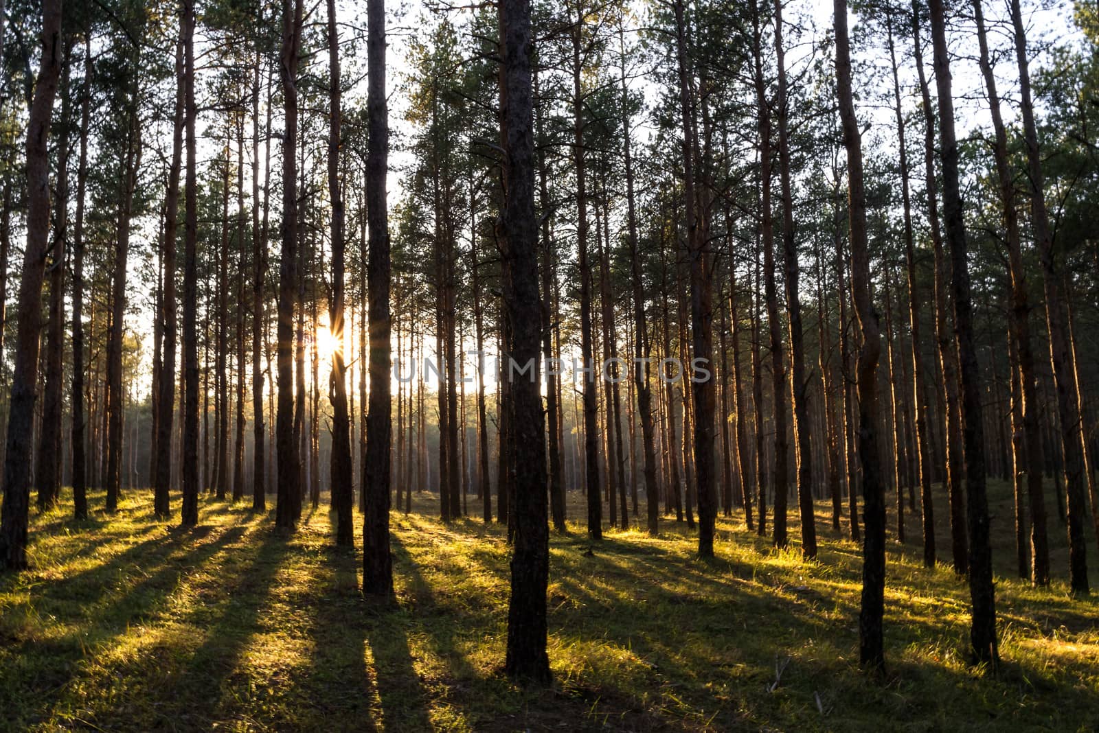 rays of the sun through the trunks of pine trees