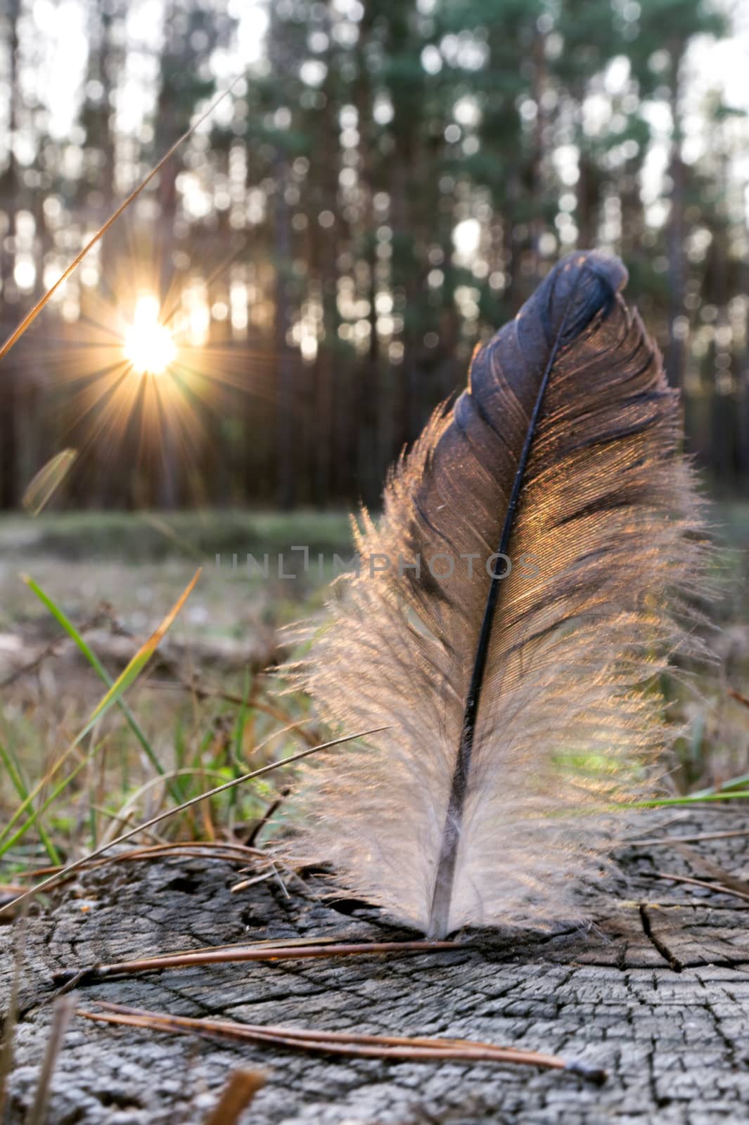 black and white bird feather on a tree stump in the coniferous forest during sunset