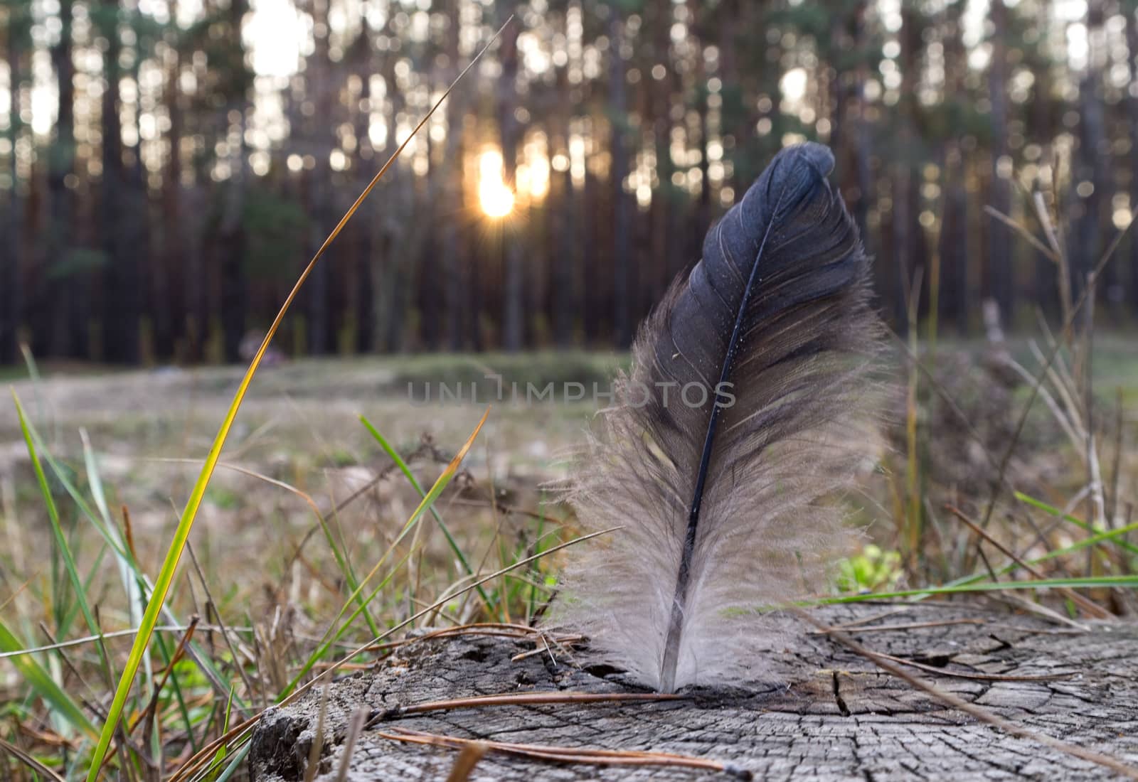 black and white bird feather on a tree stump in the coniferous forest during sunset