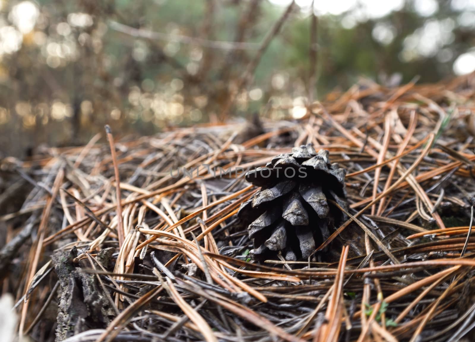pine cone surrounded by pine needles in the autumn forest