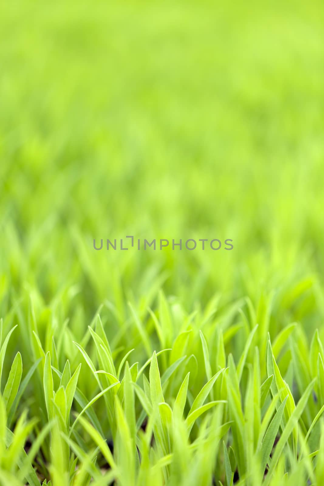 Grassy green grass or plant foliage close up.  Shallow depth of field.