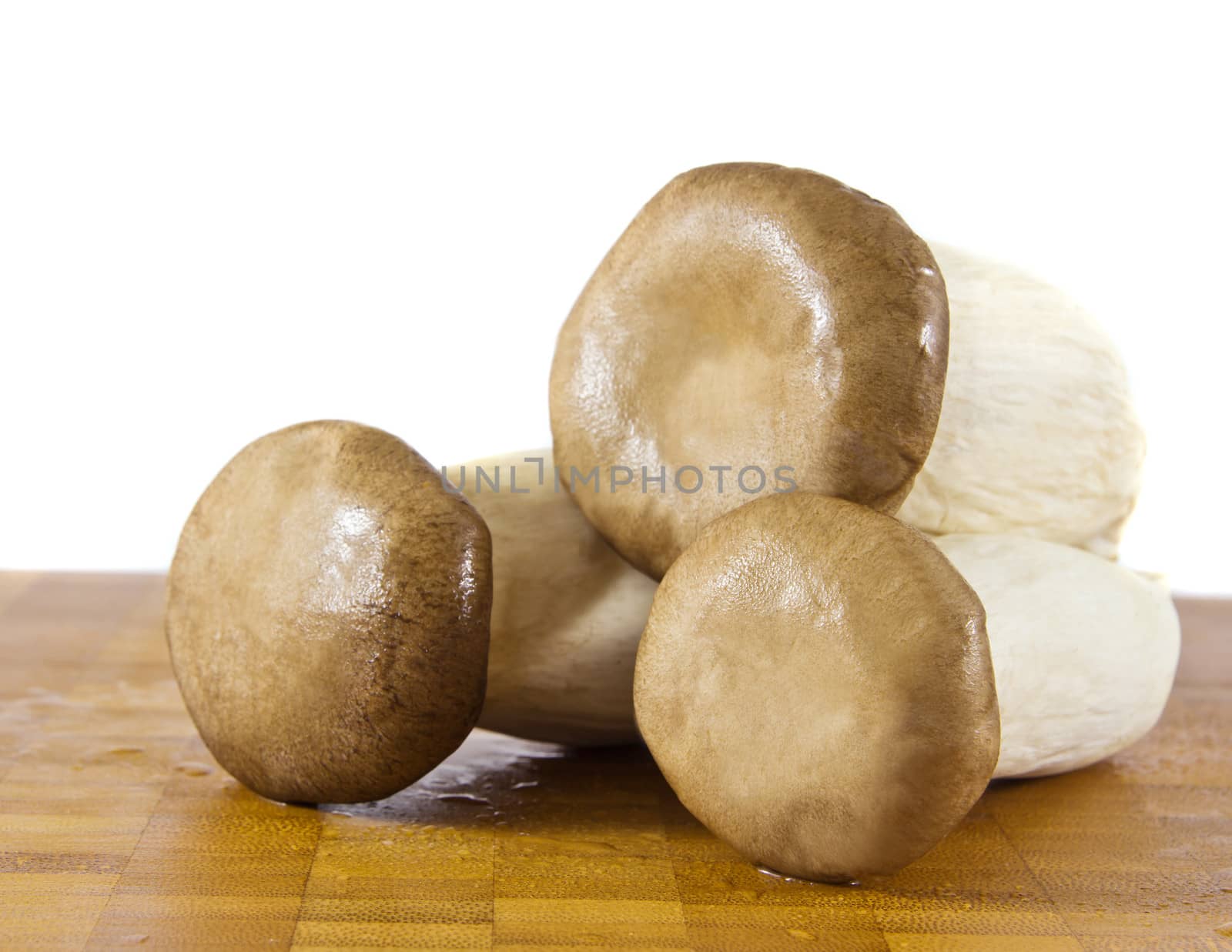 King Oyster Mushroom by Myimagine