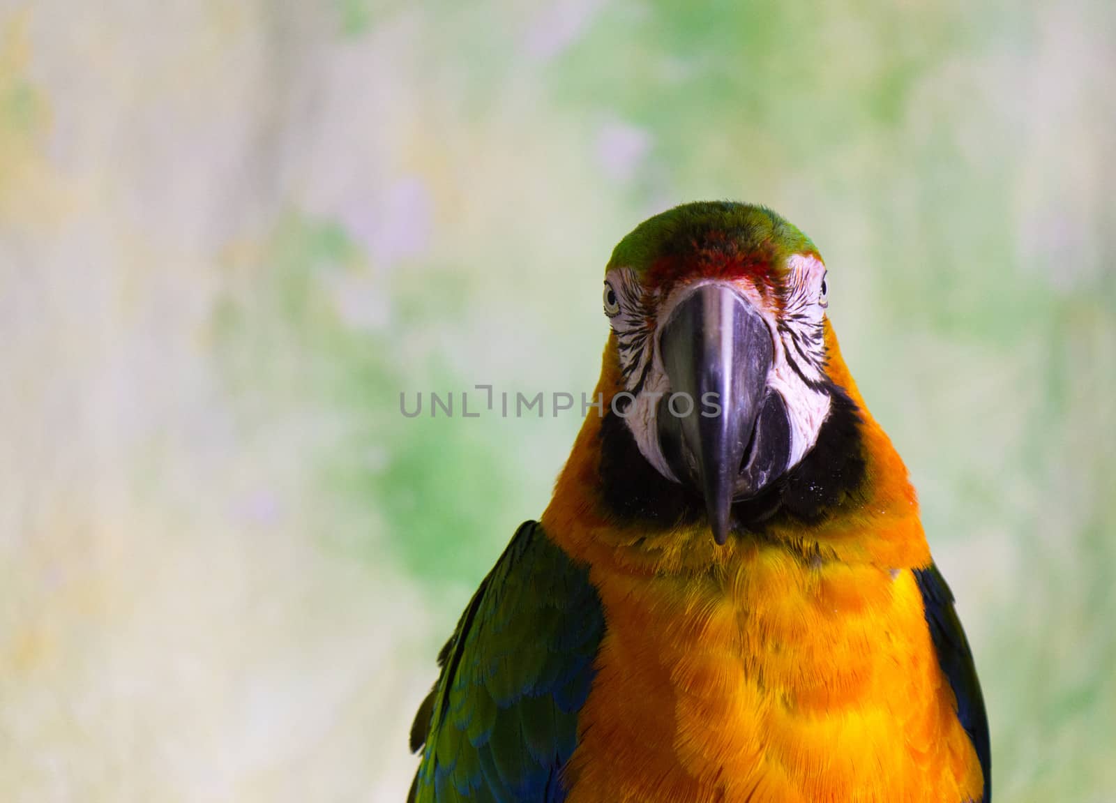 Macaw Parrot