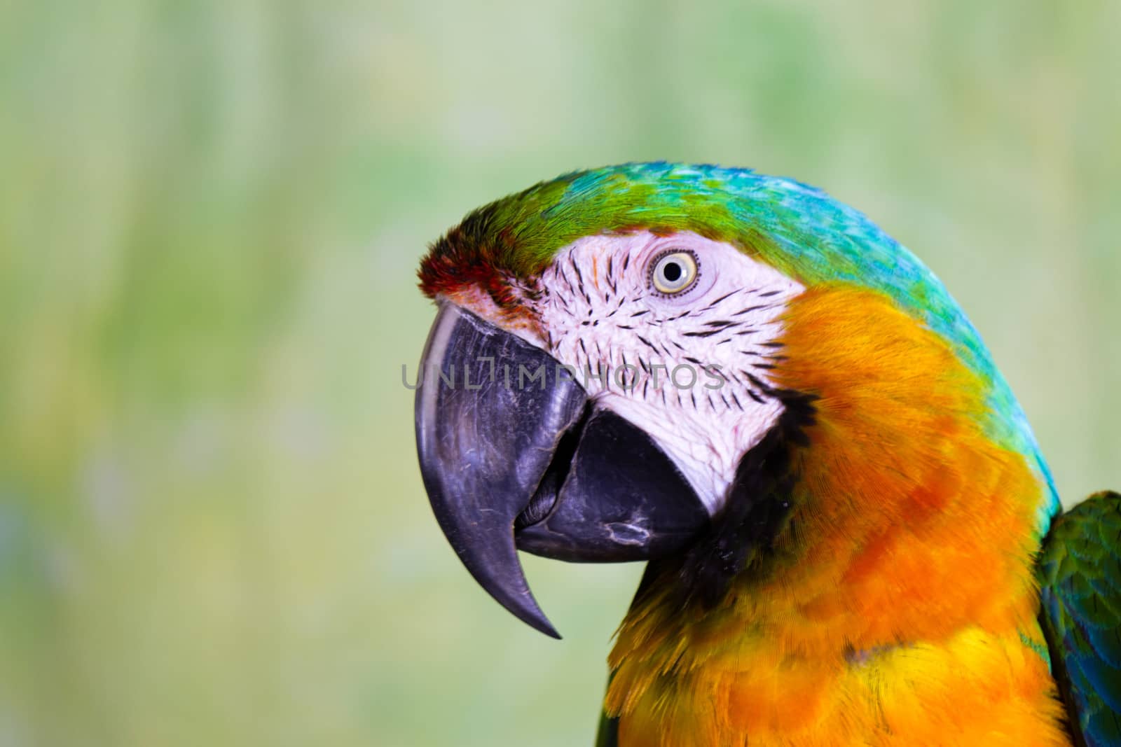 Macaw Parrot