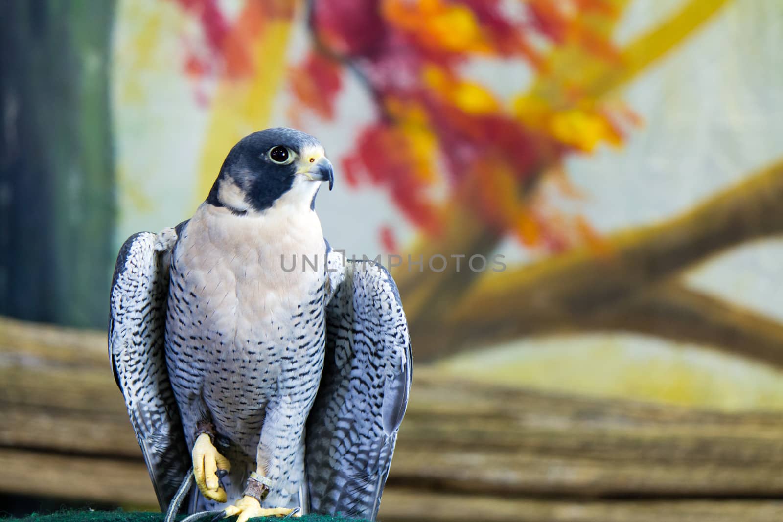 Peregrine Falcon bird of prey