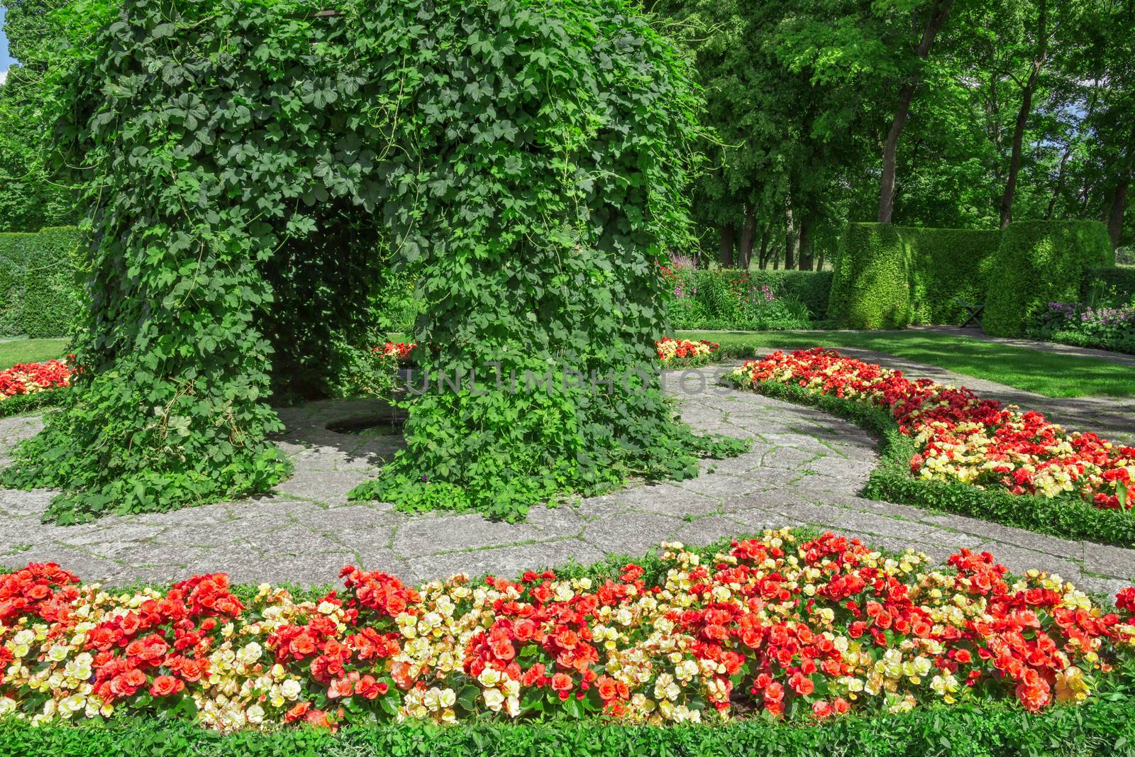 Ornamental garden with blooming red and yellow begonias.