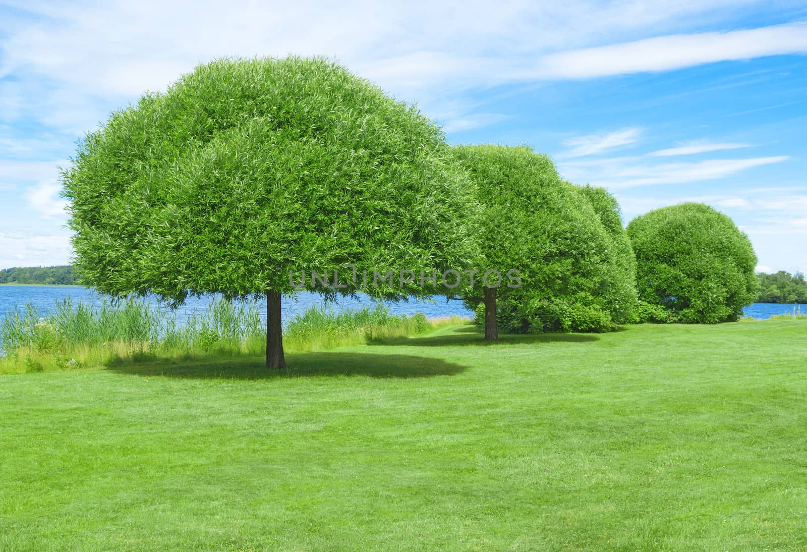 Spacious green lawn with beautiful trees on a lakeshore.