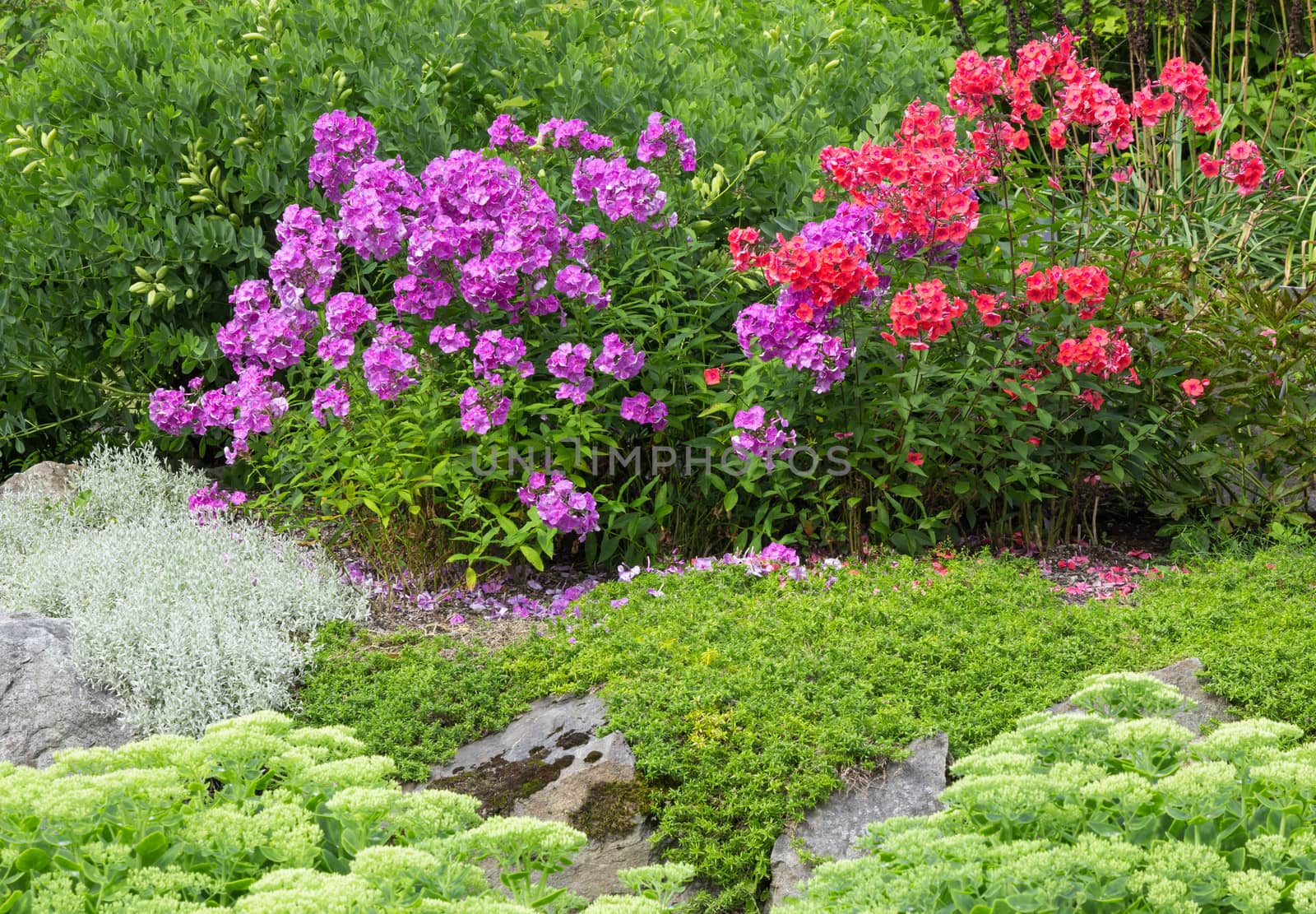 Beautiful garden with blooming red and purple phlox.