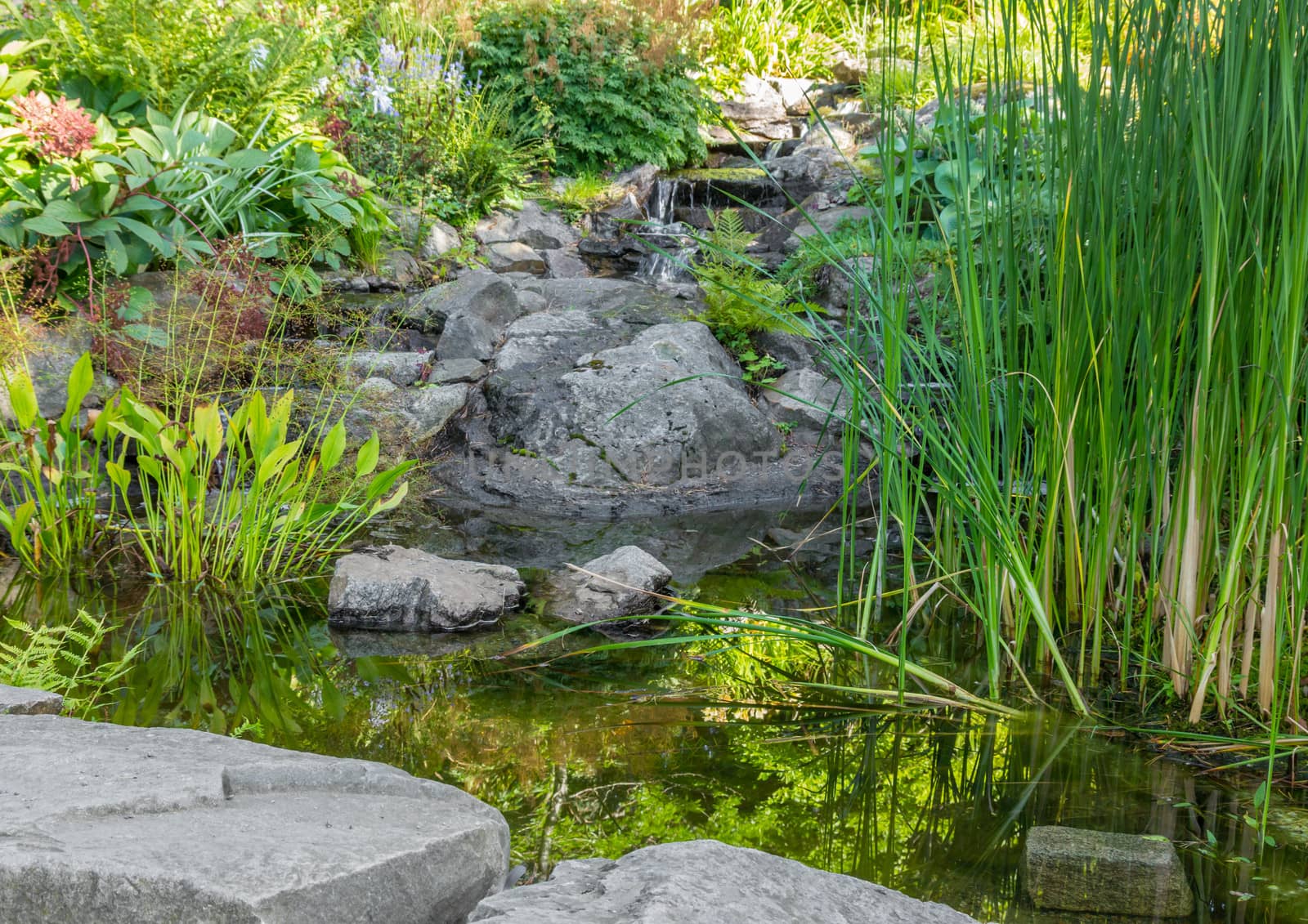 Detail of a summer garden with aquatic plants, pond and decorative stones.