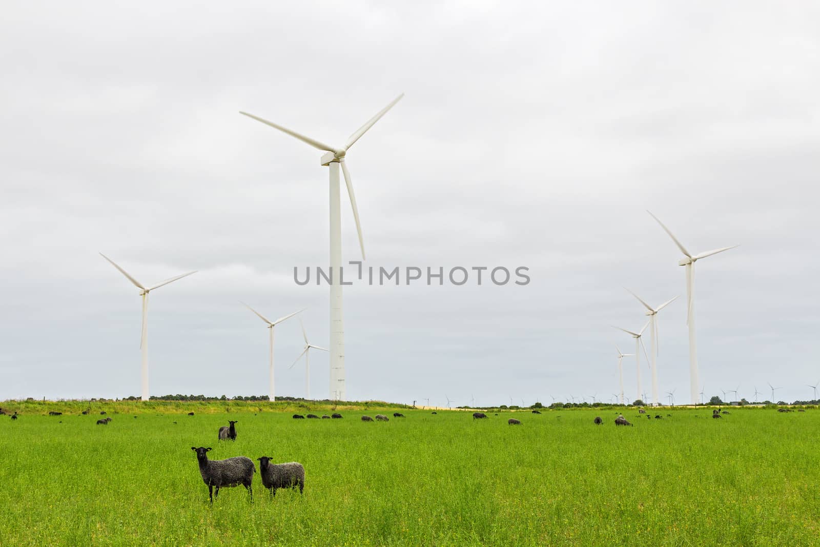 Wind turbines and sheep on green pasture. Gotland, Sweden.