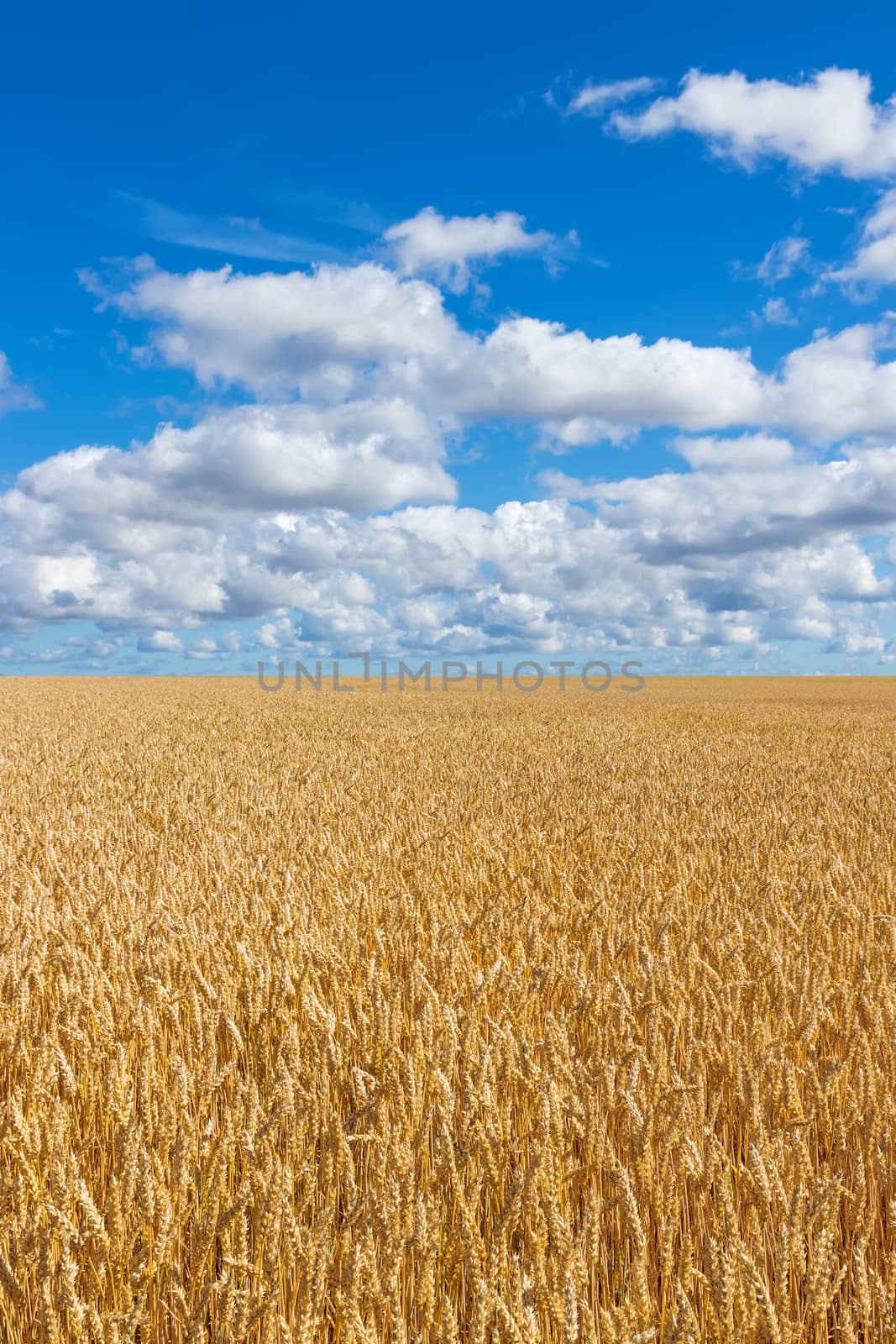 Rural landscape. Golden wheat field under blue sky with clouds. 