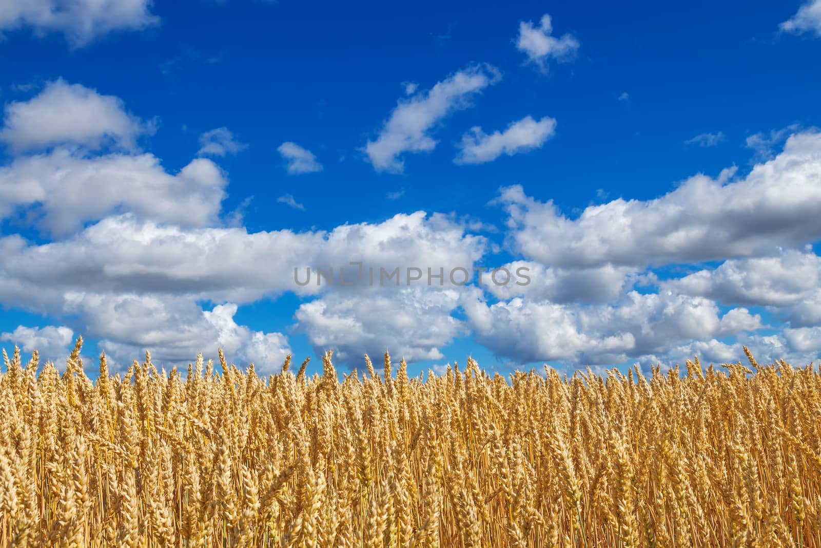 Wheat field under blue sky with clouds by anikasalsera