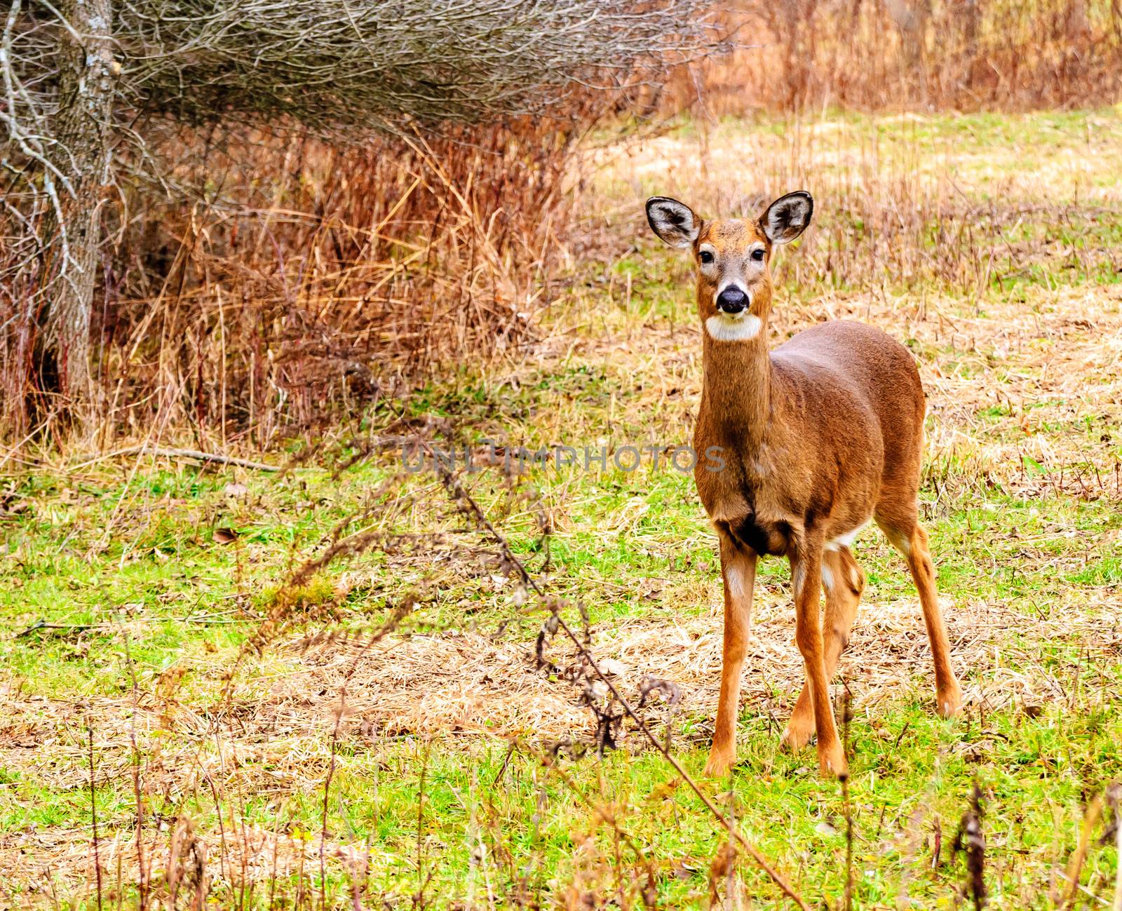 Whitetail deer doe standing at the woods edge.