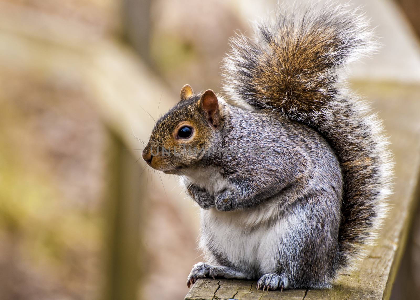 A grey squirrel perched on a fence.