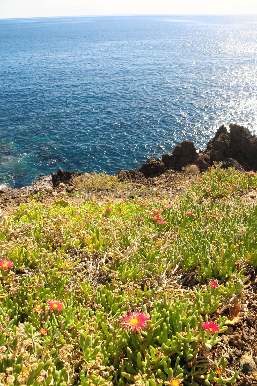 Succulent Green Plants near the Atlantic Ocean