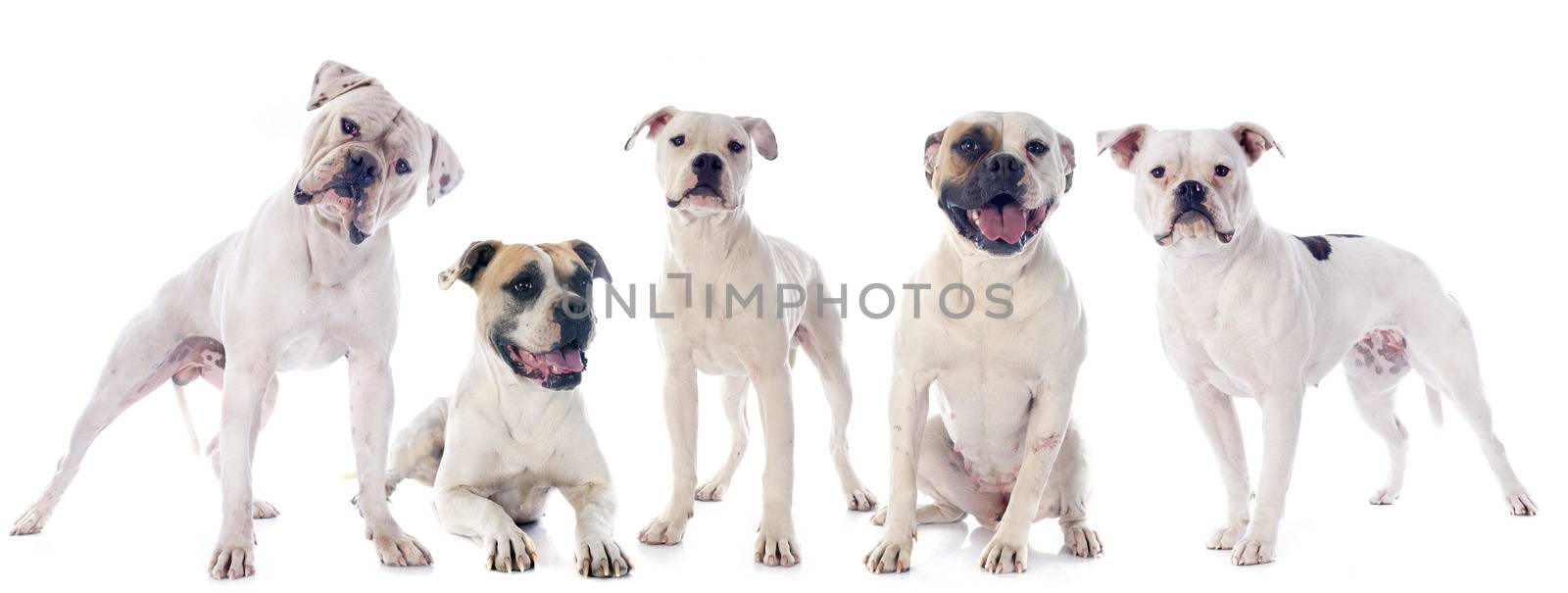 american bulldogs in front of white background