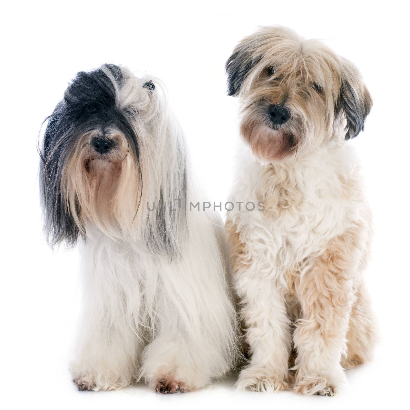 tibetan terriers in front of white background