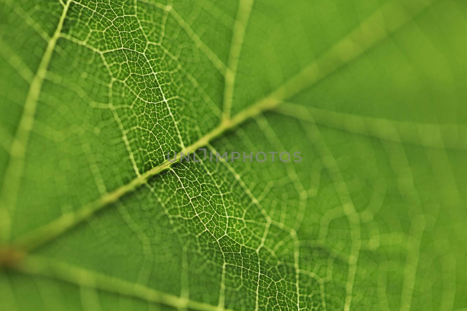 Fresh dreen leaf texture macro close-up